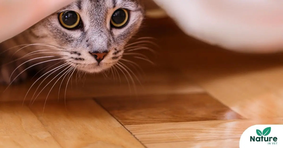 Chat stressé : solutions naturelles contre l’anxiété, les miaulements et le marquage
