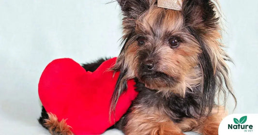 Maladies cardiaques chez le chien : symptômes, stades, traitements et solutions naturelles Nature In Vet