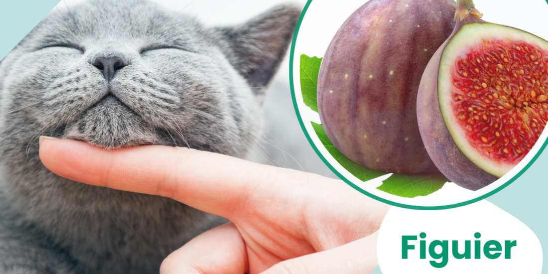 🌿 Figuier : Équilibre Émotionnel & Digestion du Chien et du chat