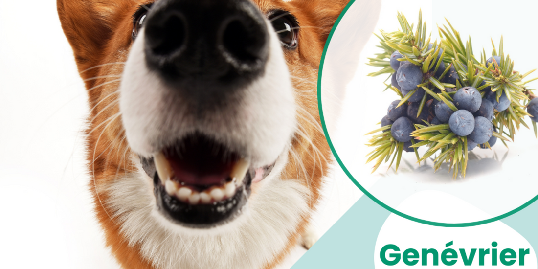 🌿 Genévrier : Détox Foie & Reins des Chiens et Chats