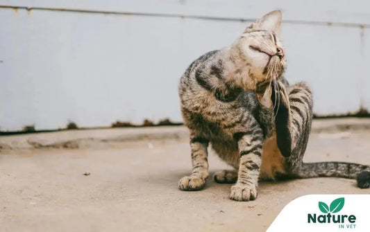 Dermatite chez le chat : ce que votre félin ne vous dira jamais mais que sa peau exprime Nature In Vet