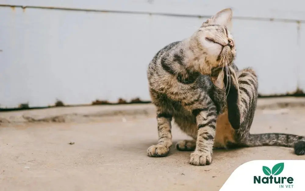Dermatite chez le chat : ce que votre félin ne vous dira jamais mais que sa peau exprime Nature In Vet