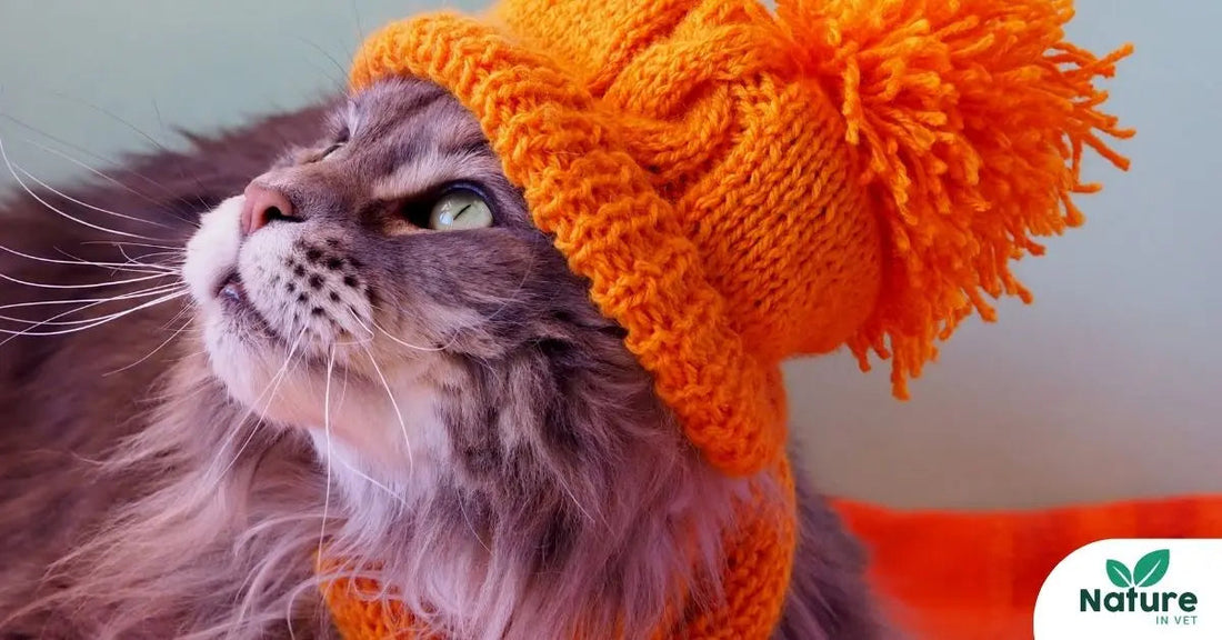 Coryza du chat : symptômes, traitements et prévention naturelle