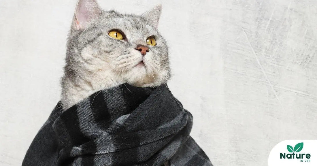 Coryza du chat : comment le soigner naturellement et prévenir les rechutes ?