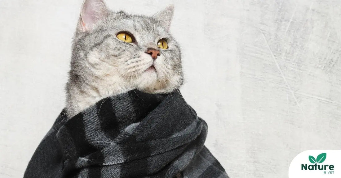 Coryza du chat : comment le soigner naturellement et prévenir les rechutes ? Nature In Vet