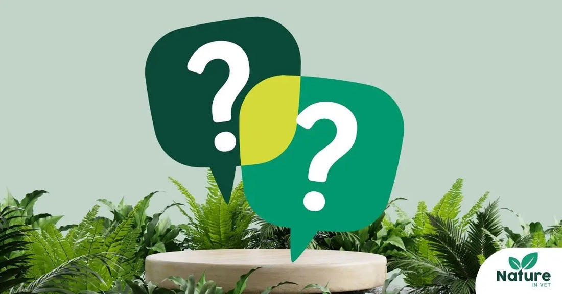 Vermifuge naturel chien et chat : la méthode douce pour éliminer les vers