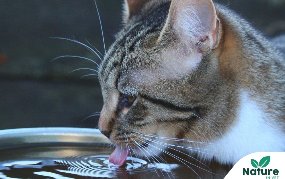 Mon Chat Boit Beaucoup : Comprendre Pourquoi et Quand S'inquiéter