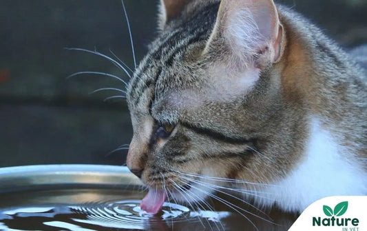 Mon Chat Boit Beaucoup : Comprendre Pourquoi et Quand S'inquiéter Nature In Vet