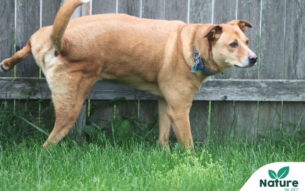 Maladie de Cushing Chien : Le Guide Complet pour Comprendre, Diagnostiquer et Accompagner