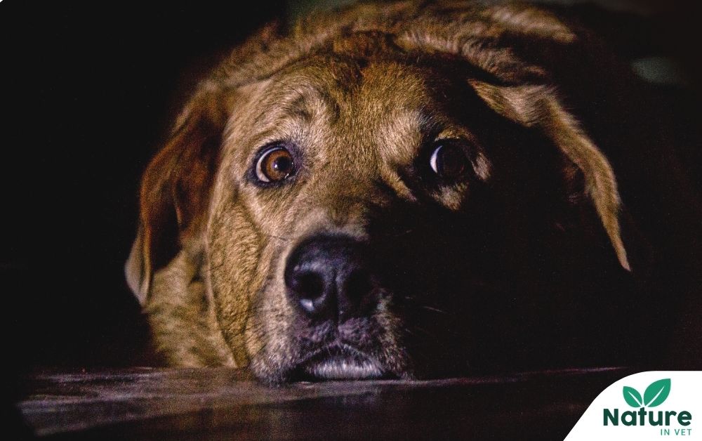 Chien stressé : symptômes, causes profondes et pourquoi certains chiens le sont plus que d'autres