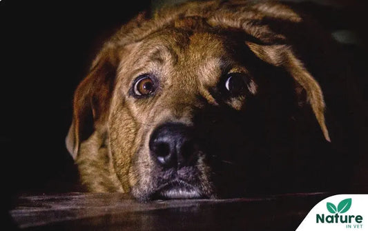 Chien stressé : symptômes, causes profondes et pourquoi certains chiens le sont plus que d'autres Nature In Vet