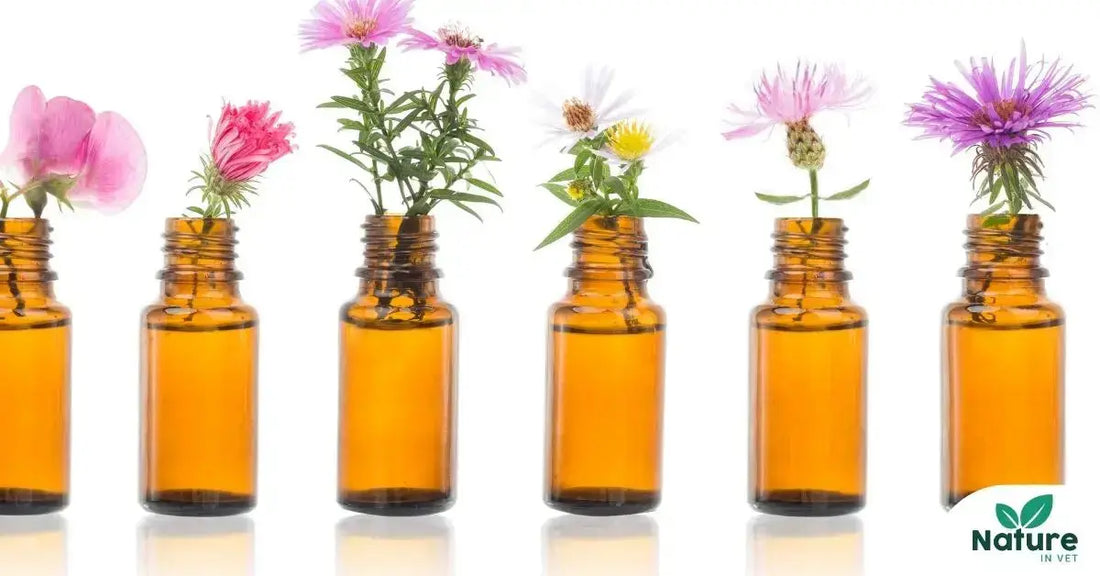 fleurs de Bach pour chien et chat anti stress naturel 