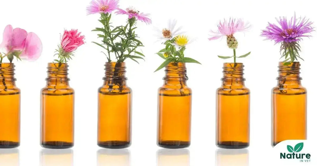 fleurs de Bach pour chien et chat anti stress naturel 