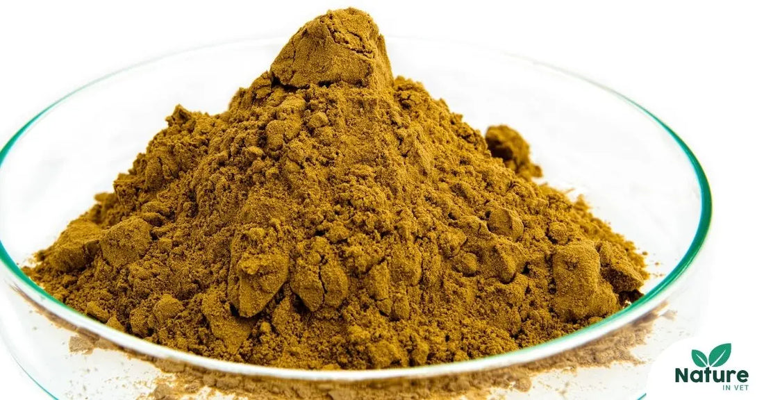 Harpagophytum chien et chat : soulager l’arthrose naturellement