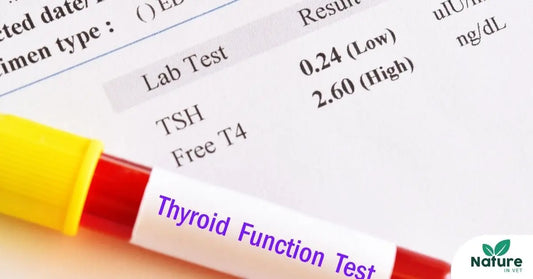 Hyperthyroïdie du chat : symptômes, causes et traitements efficaces Nature In Vet