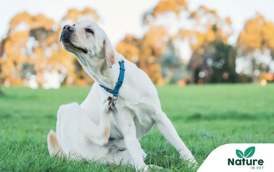 Allergie chien : comment soulager naturellement les réactions au pollen ?