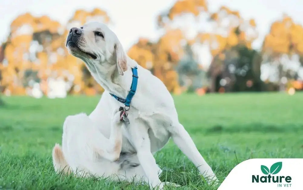Allergie chien : comment soulager naturellement les réactions au pollen ? Nature In Vet