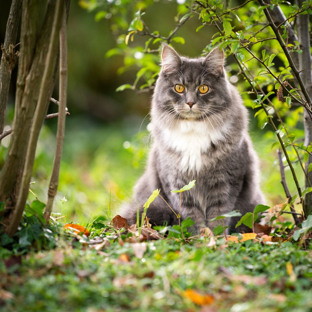 traitement naturel pour chat 