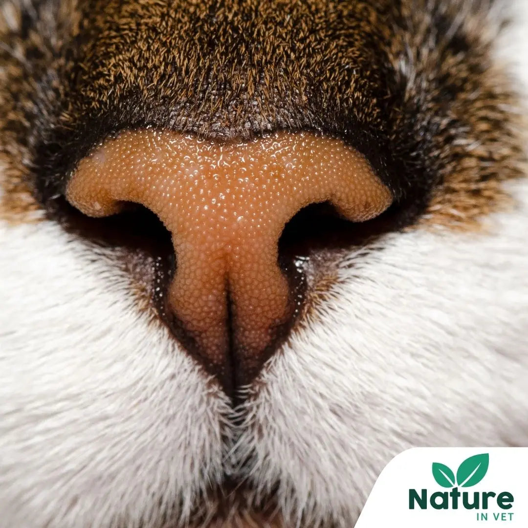 Antiparasitaire naturel pour chat
