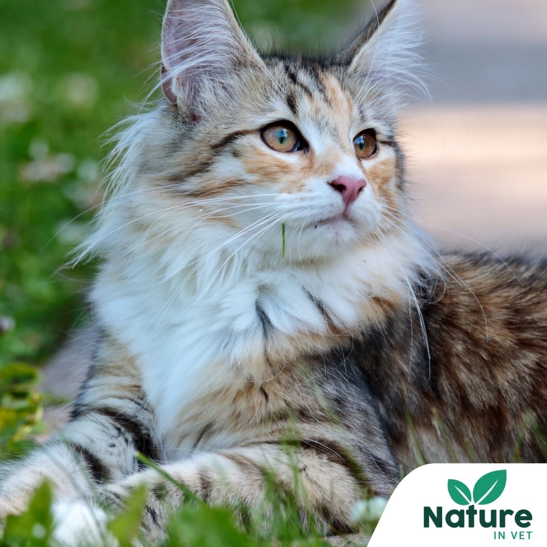 Antiparasitaire naturel pour chat
