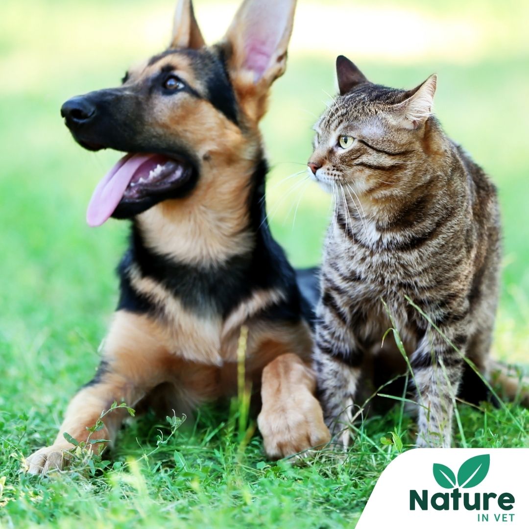 Nouveautés naturelles pour chien et chat – dernières sorties