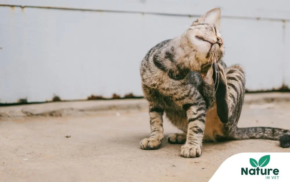 Allergie-chat-traitement-naturel Nature In Vet