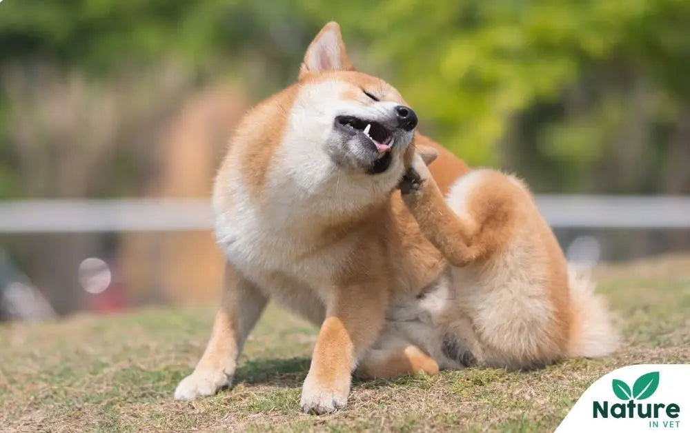 Anti-démangeaison-chien-naturel Nature In Vet