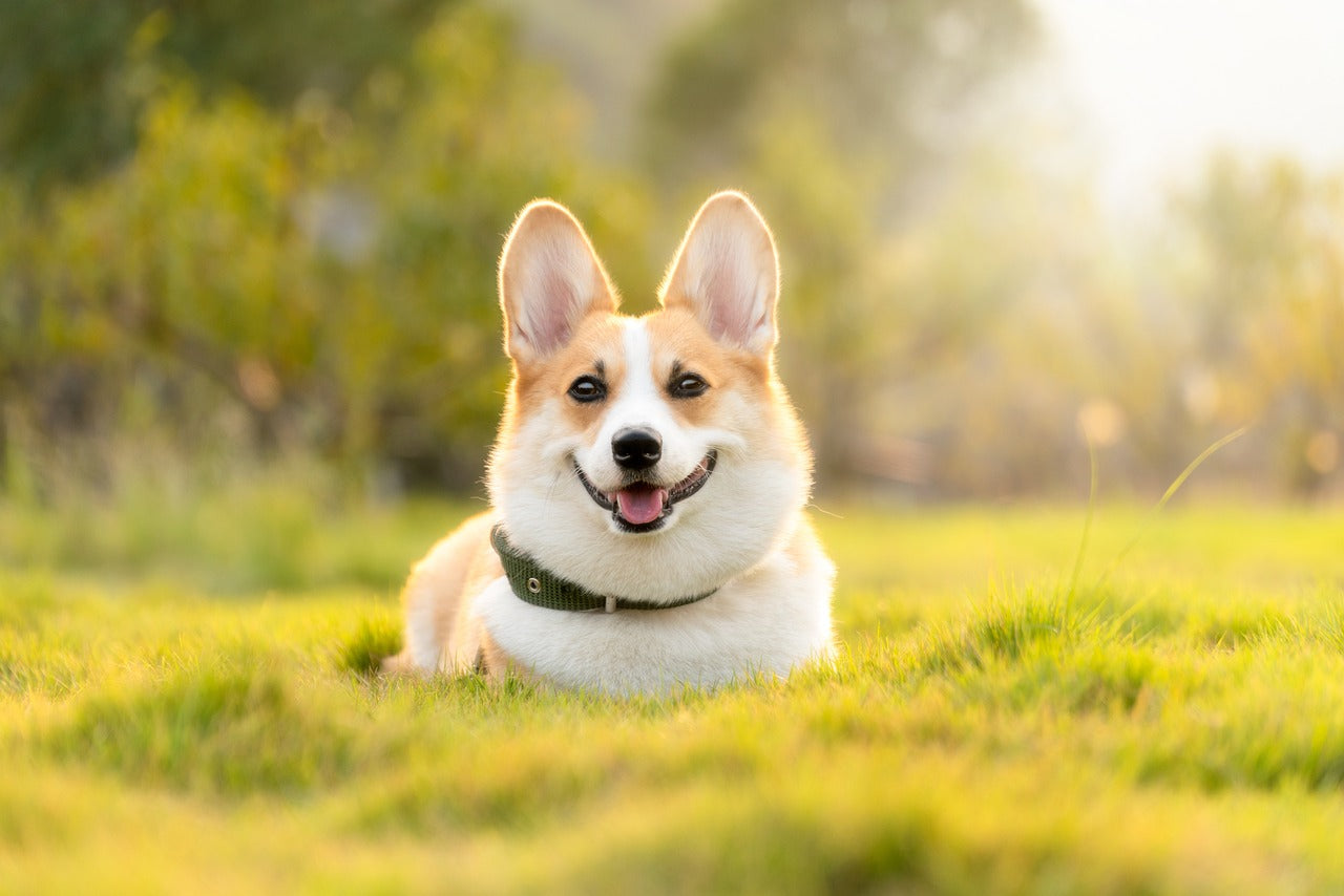 traitement naturel pour chien 