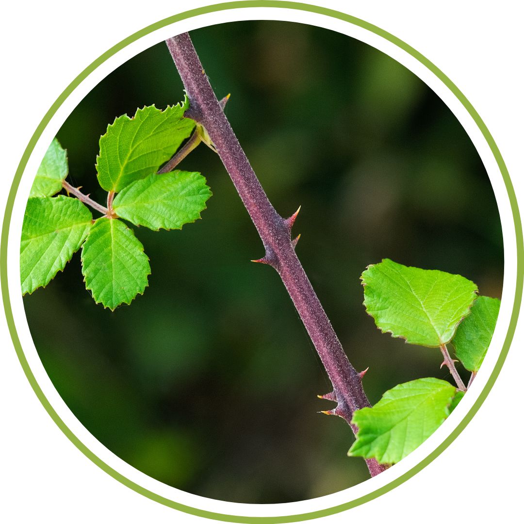 Jeune-pousse-de-Ronce-phytotherapie