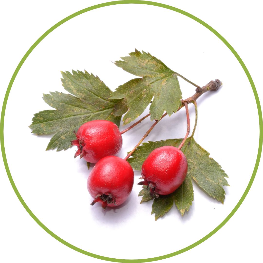 bourgeon-d-aubepine-gemmotherapie