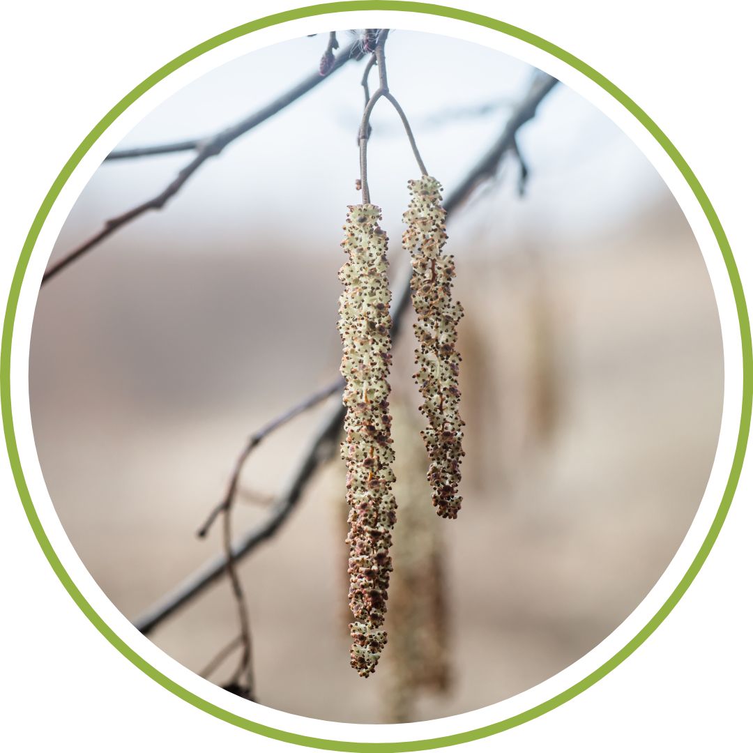 bourgeon-d-aulne-glutineux-phytotherapie
