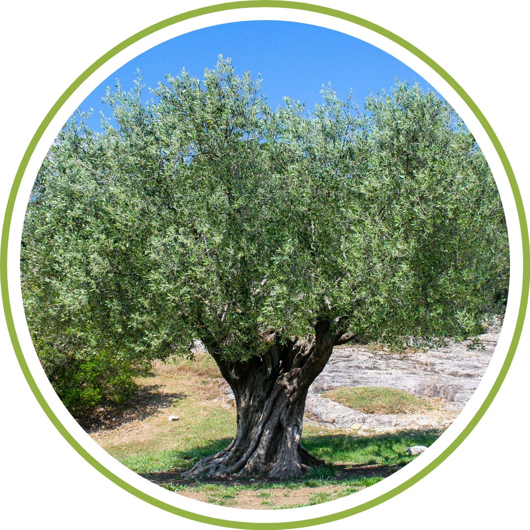 bourgeon-d-olivier-phytotherapie