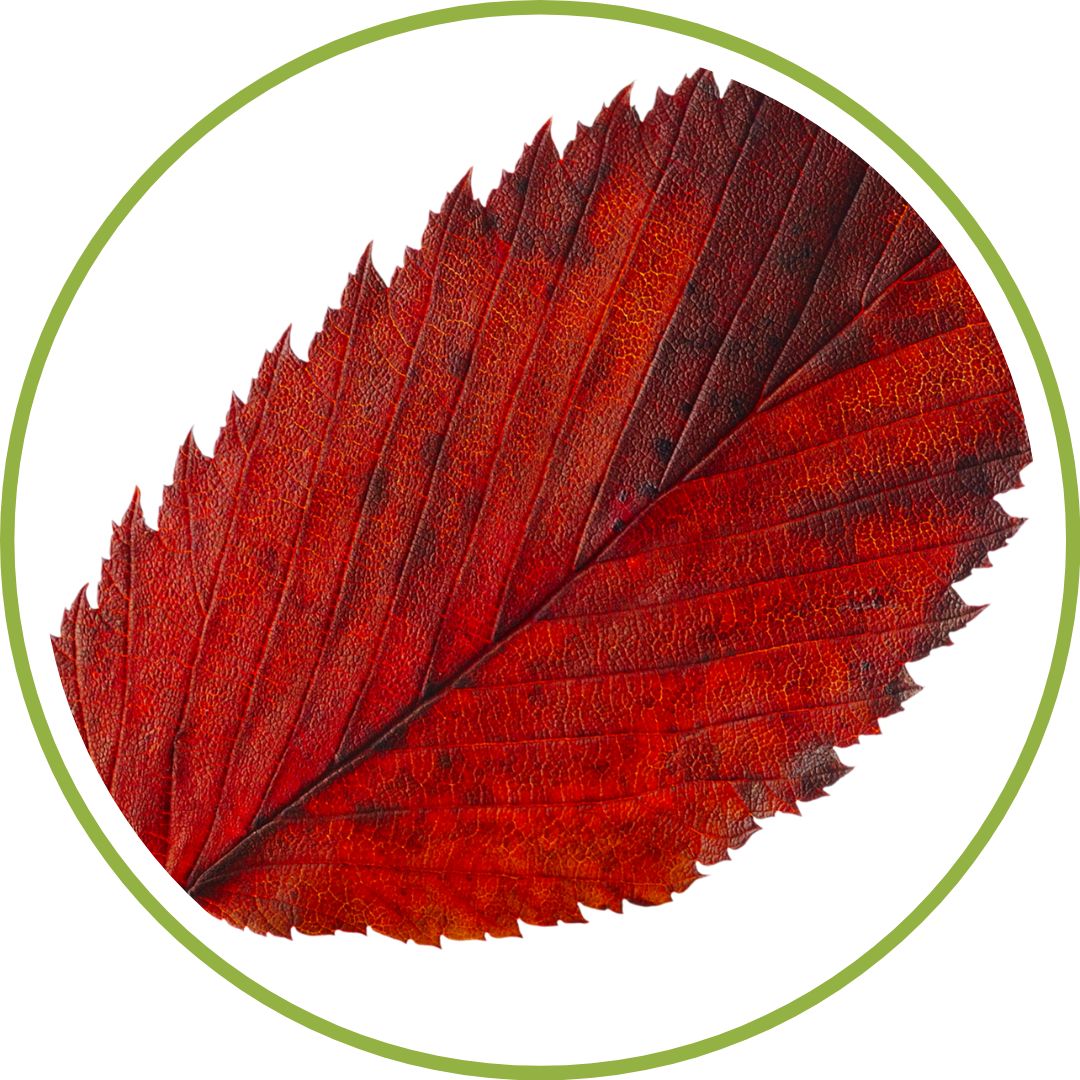 bourgeon-d-orme-phytotherapie