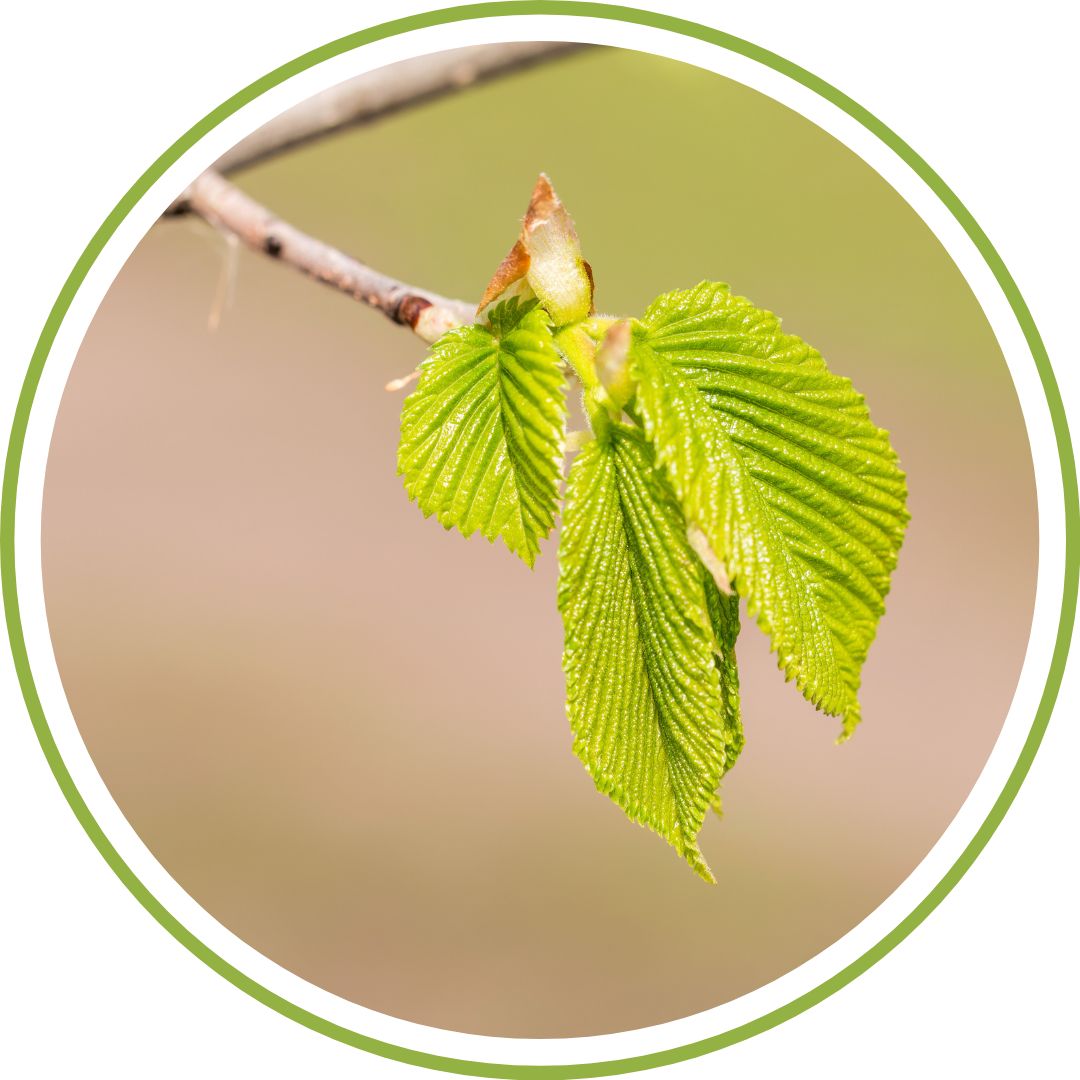 bourgeon-de-charme-phytotherapie