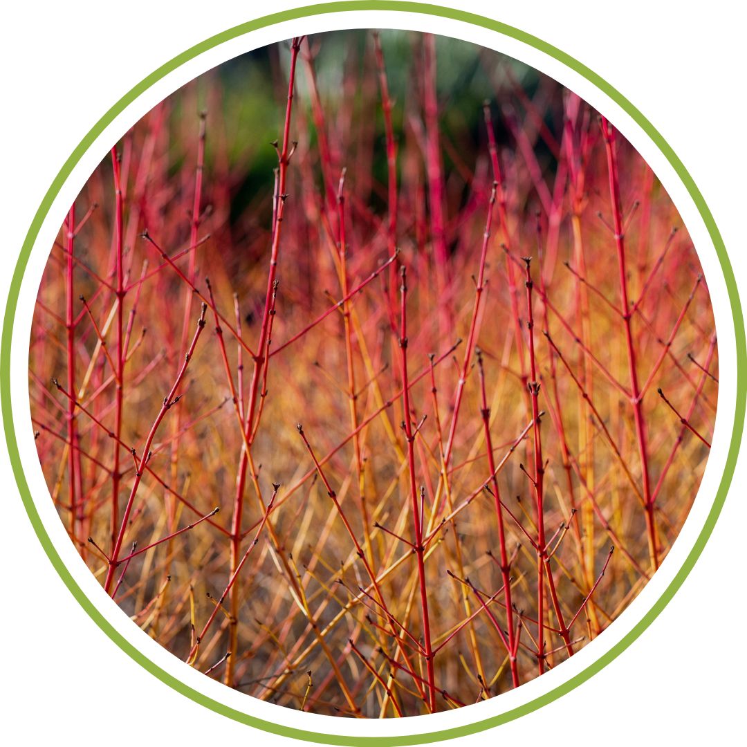 bourgeon-de-cornouiller-sanguin