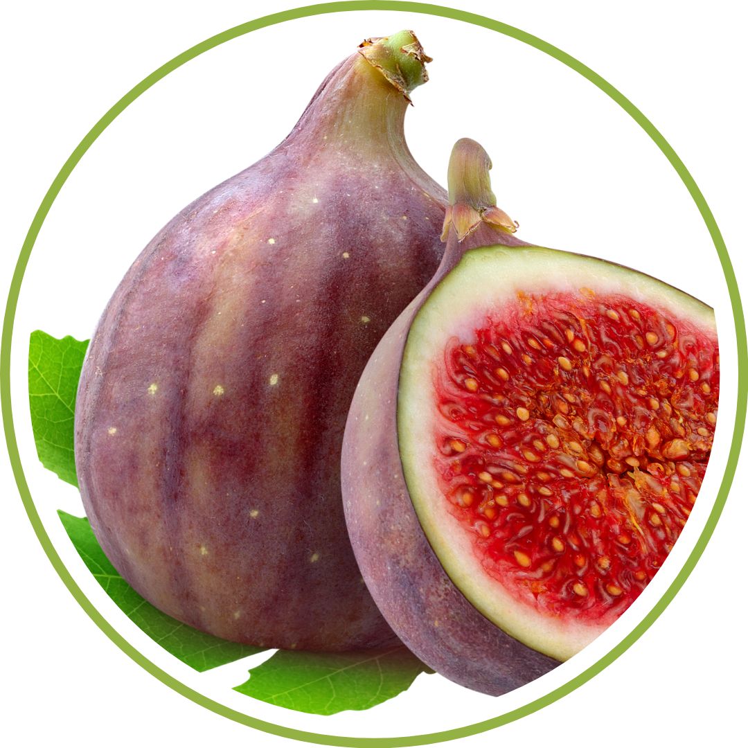 bourgeon-de-figuier-phytotherapie