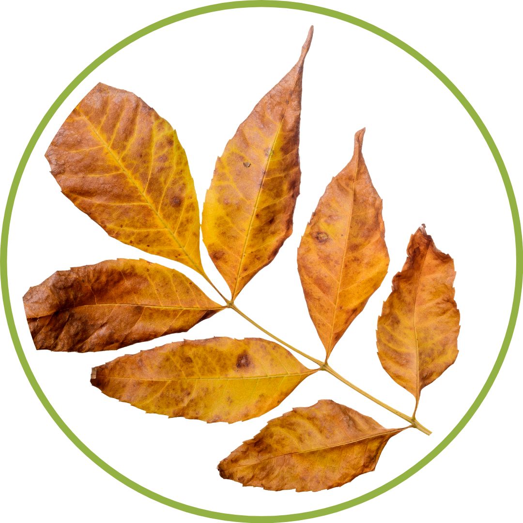 bourgeon-de-frene-phytotherapie