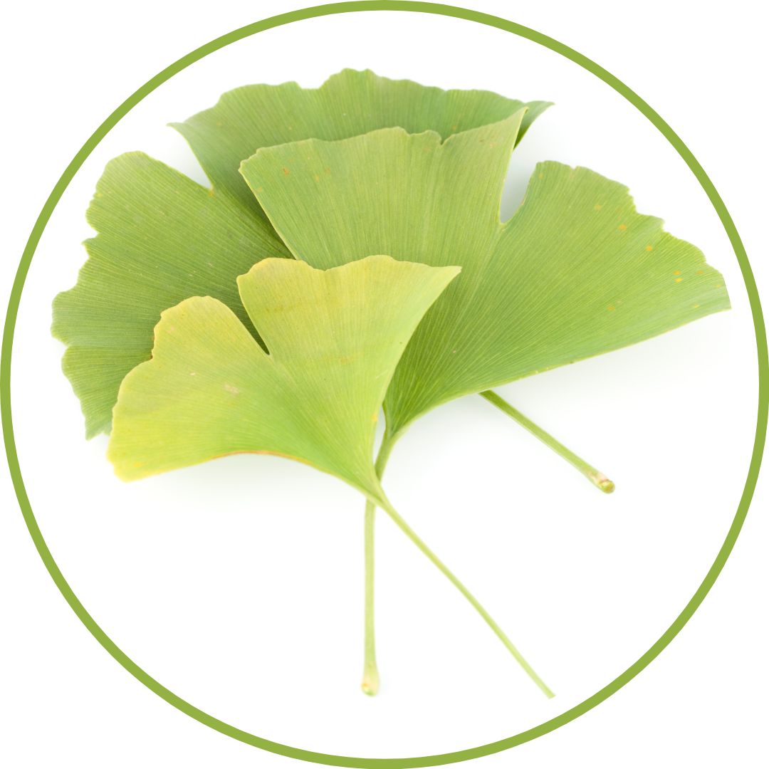 bourgeon-de-ginkgo-phytotherapie