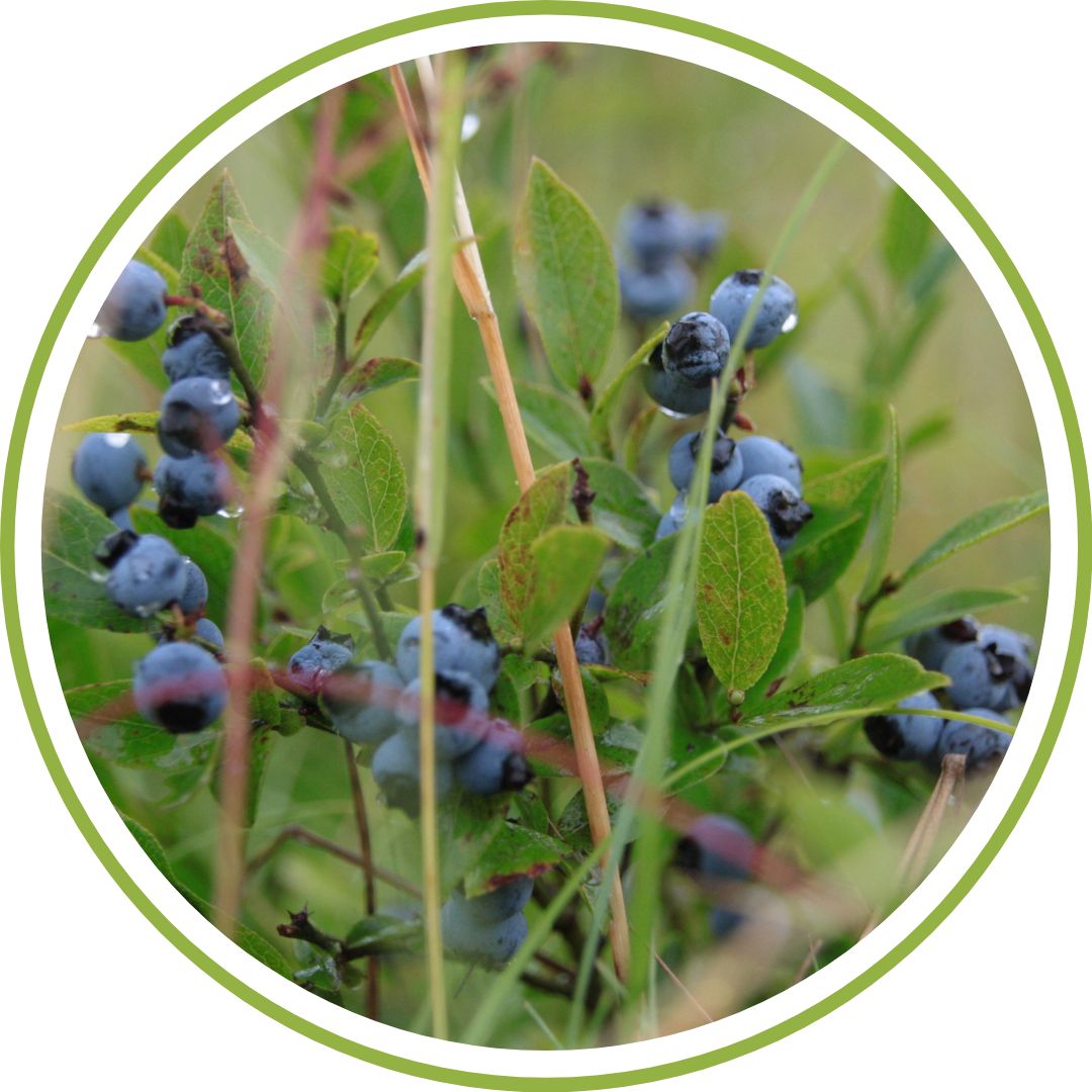 bourgeon-de-myrtillier-phytotherapie