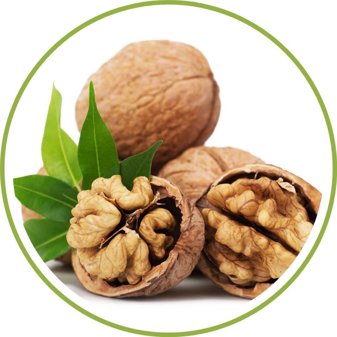 bourgeon-de-noyer-phytotherapie