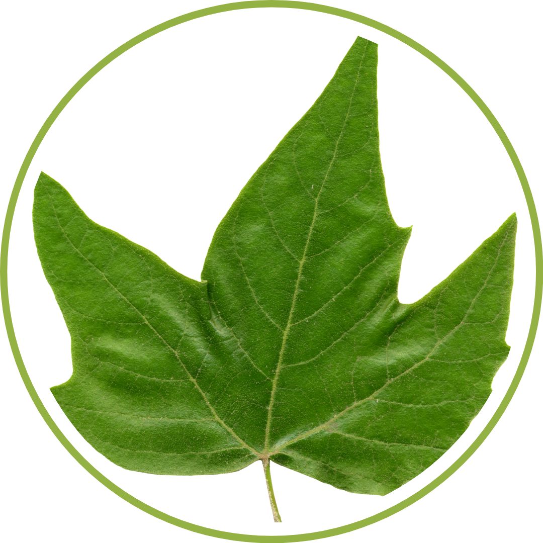 bourgeon-de-platane-gemmotherapie