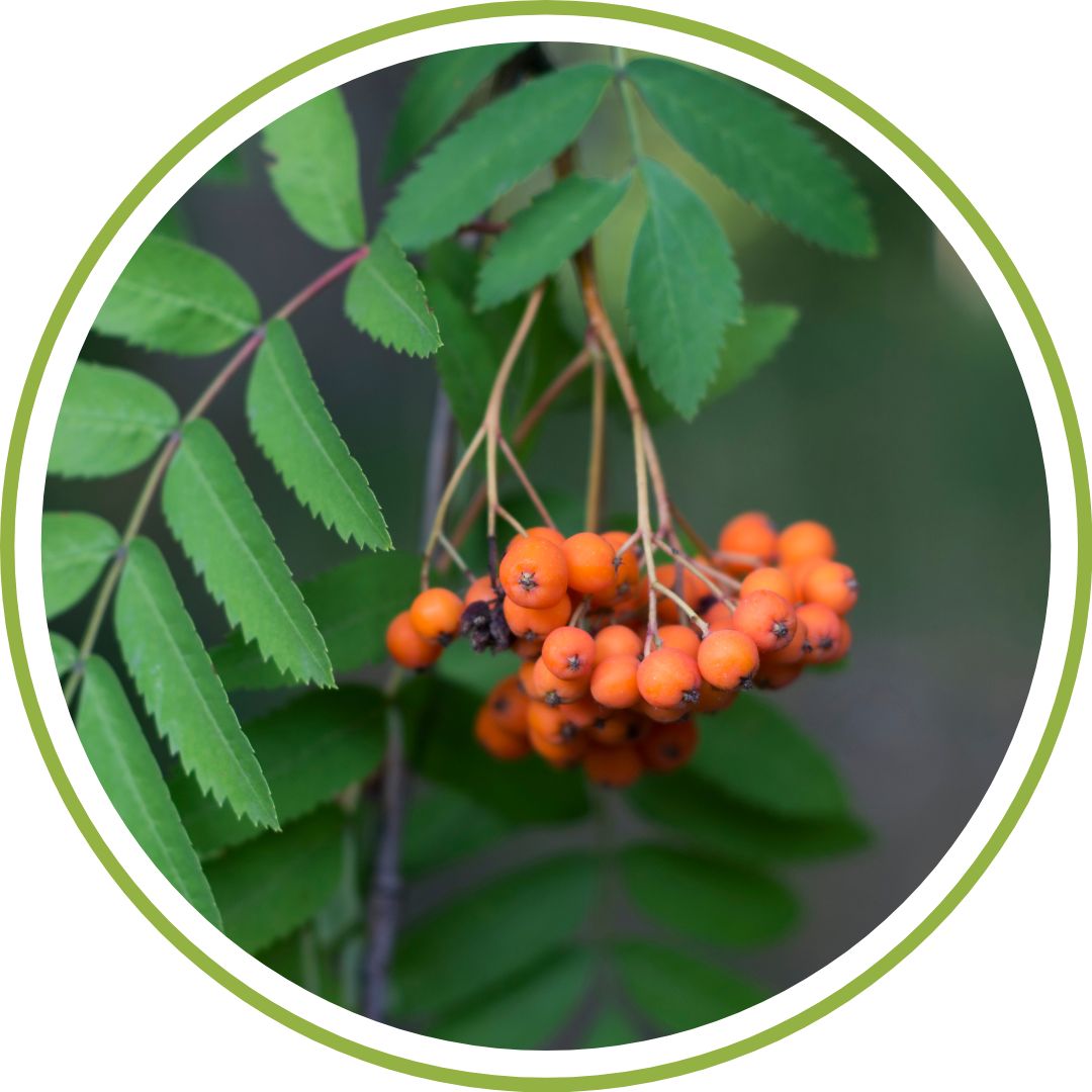 bourgeon-de-sorbier-phytotherapie