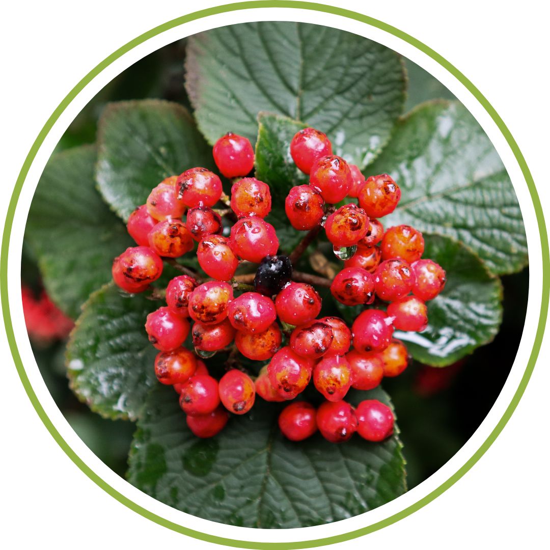 bourgeon-de-viorne-phytotherapie