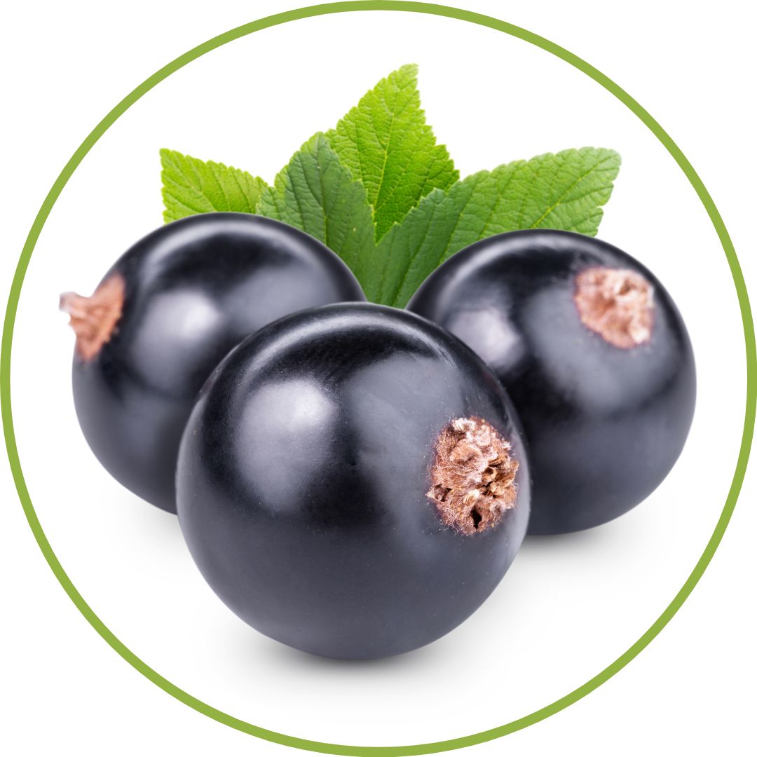 bourgeon-de-cassis-gemmotherapie