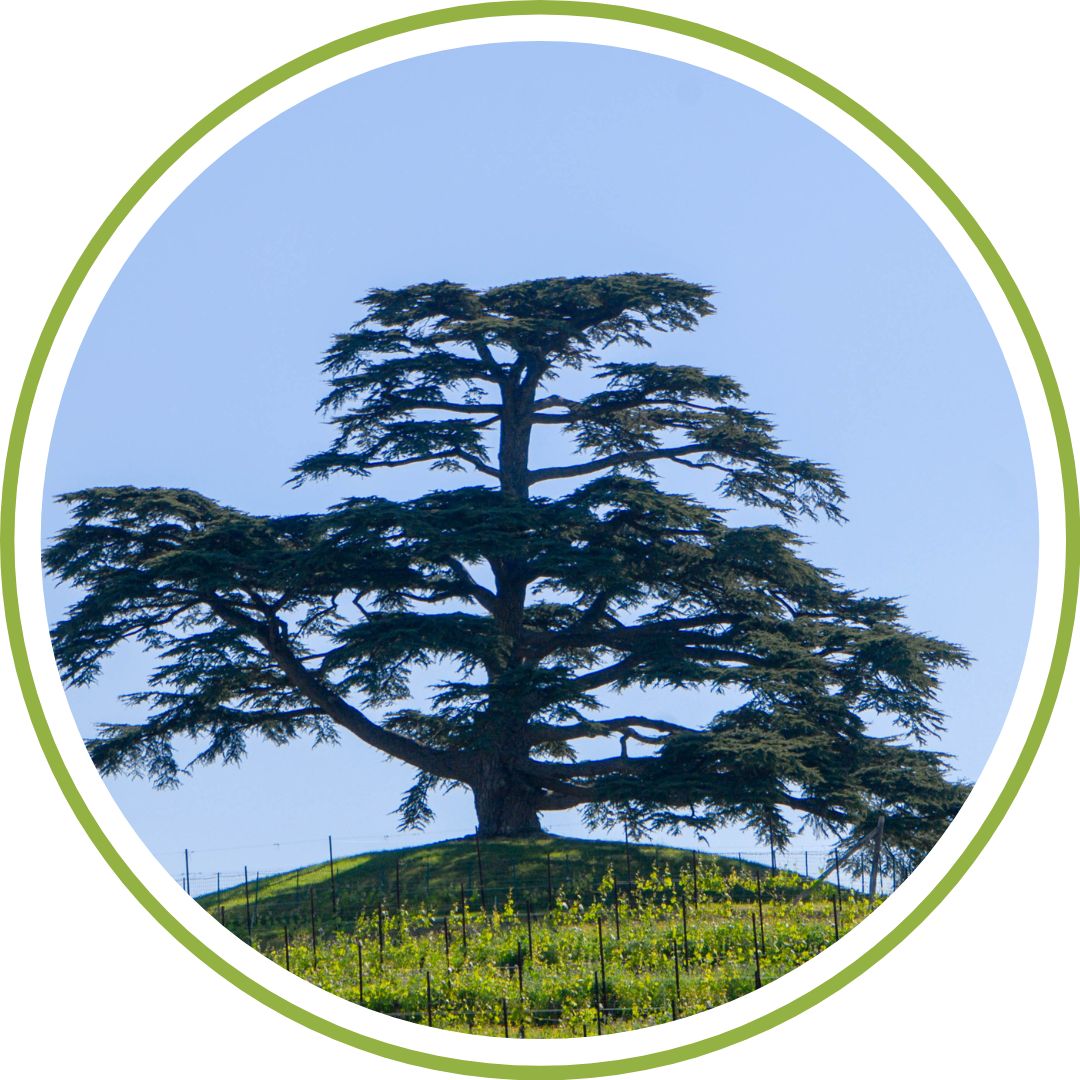 bourgeon de cèdre du liban