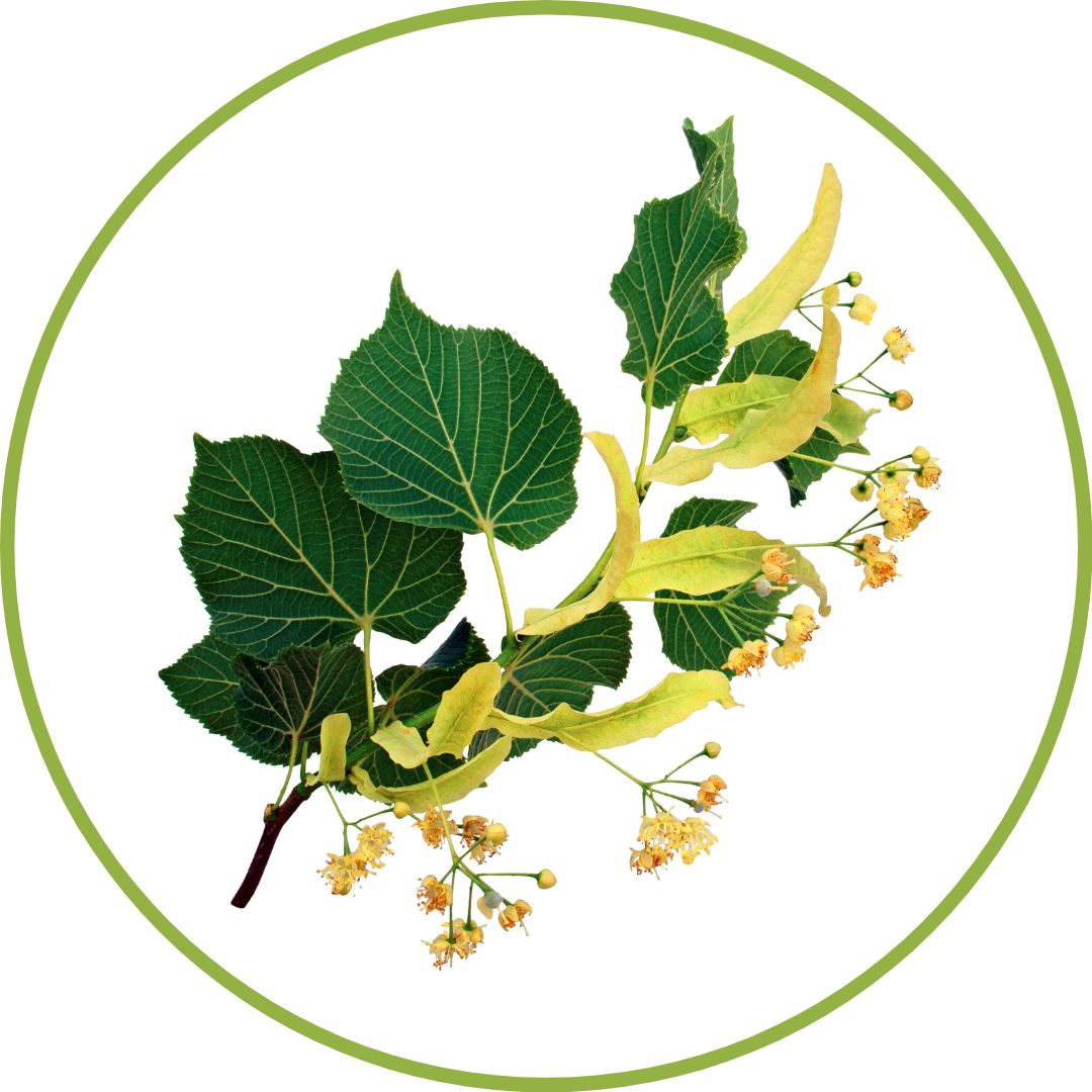 bourgeon-de-tilleul-gemmotherapie