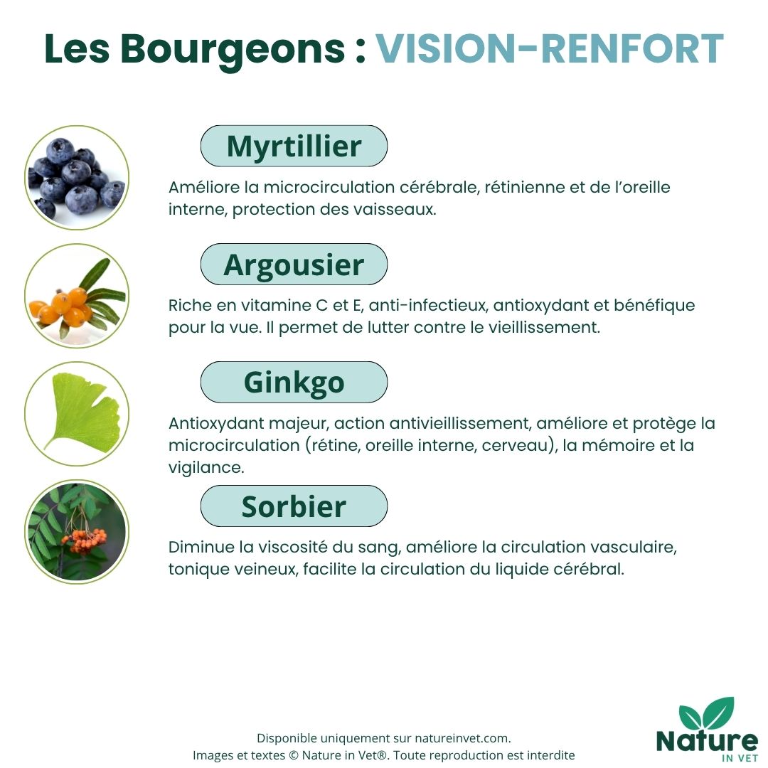 cataracte-chien-bourgeon-myrtille