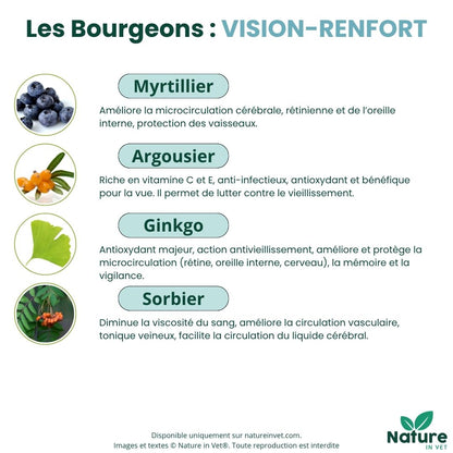 cataracte-chien-bourgeon-myrtille