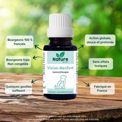 cataracte-chien-traitement