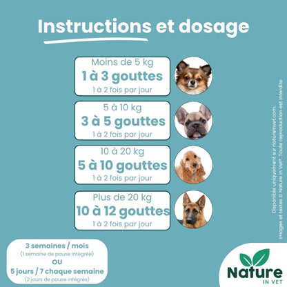 chien-aveugle-que-faire